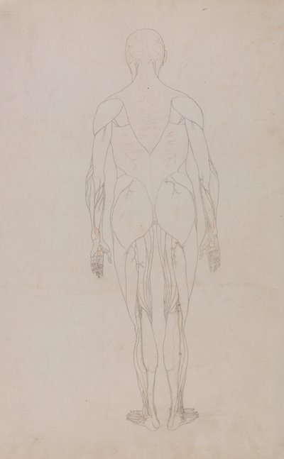A Comparative Anatomical Exposition of the Structure of the Human Body with that of a Tiger and a Cow by George Stubbs